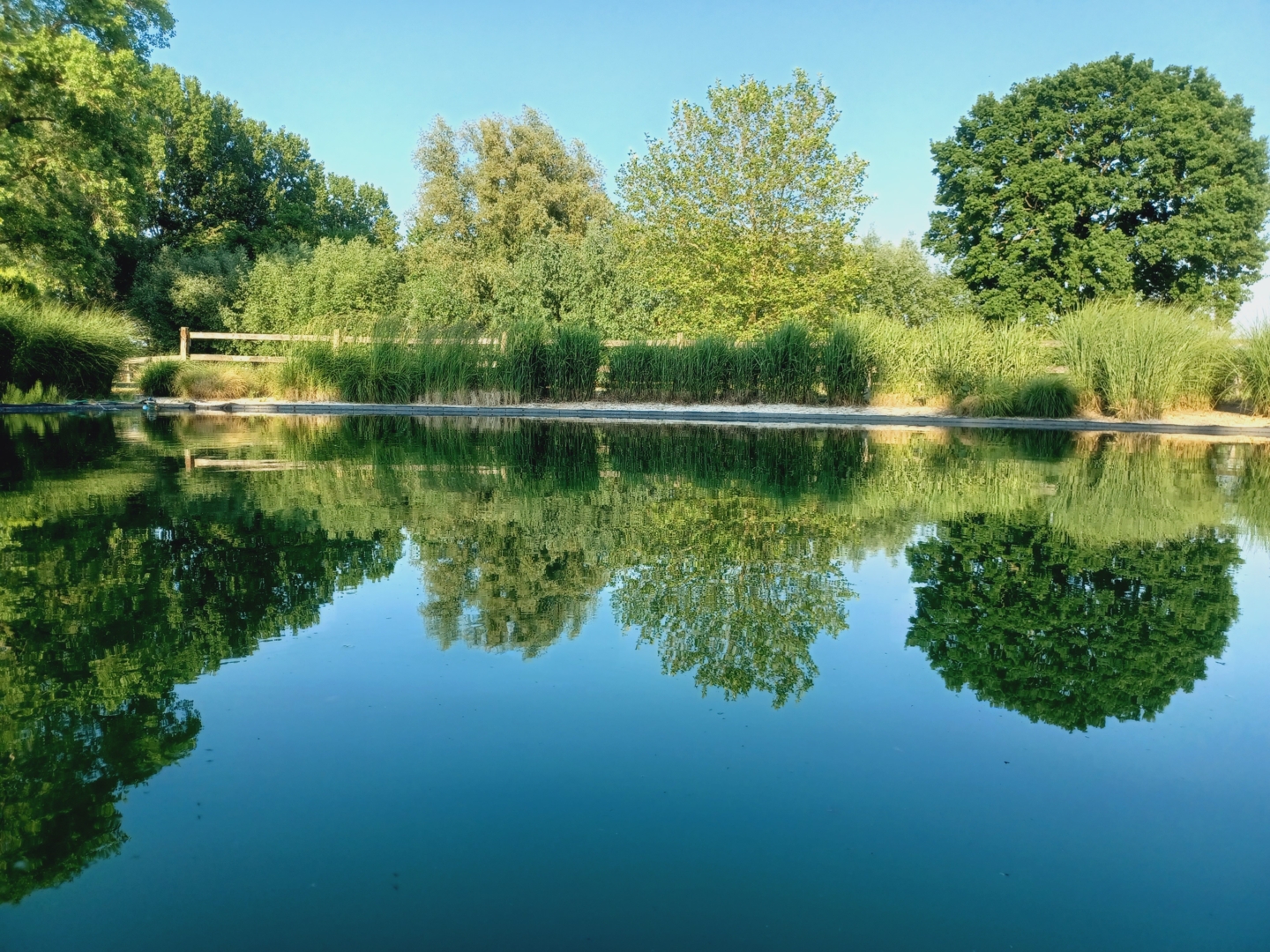 De zwemvijver in de vroege ochtend, spiegelglad water