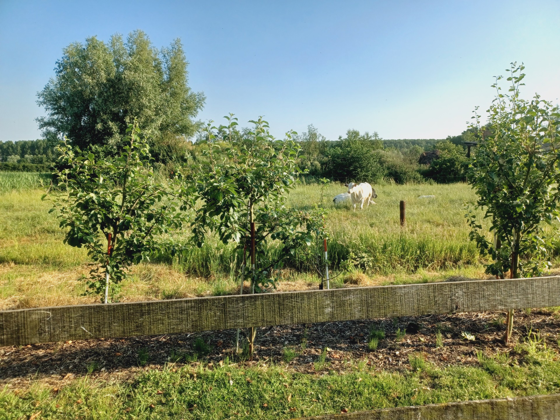 Jonge fruitboompjes met grazende koeien in het veld erachter