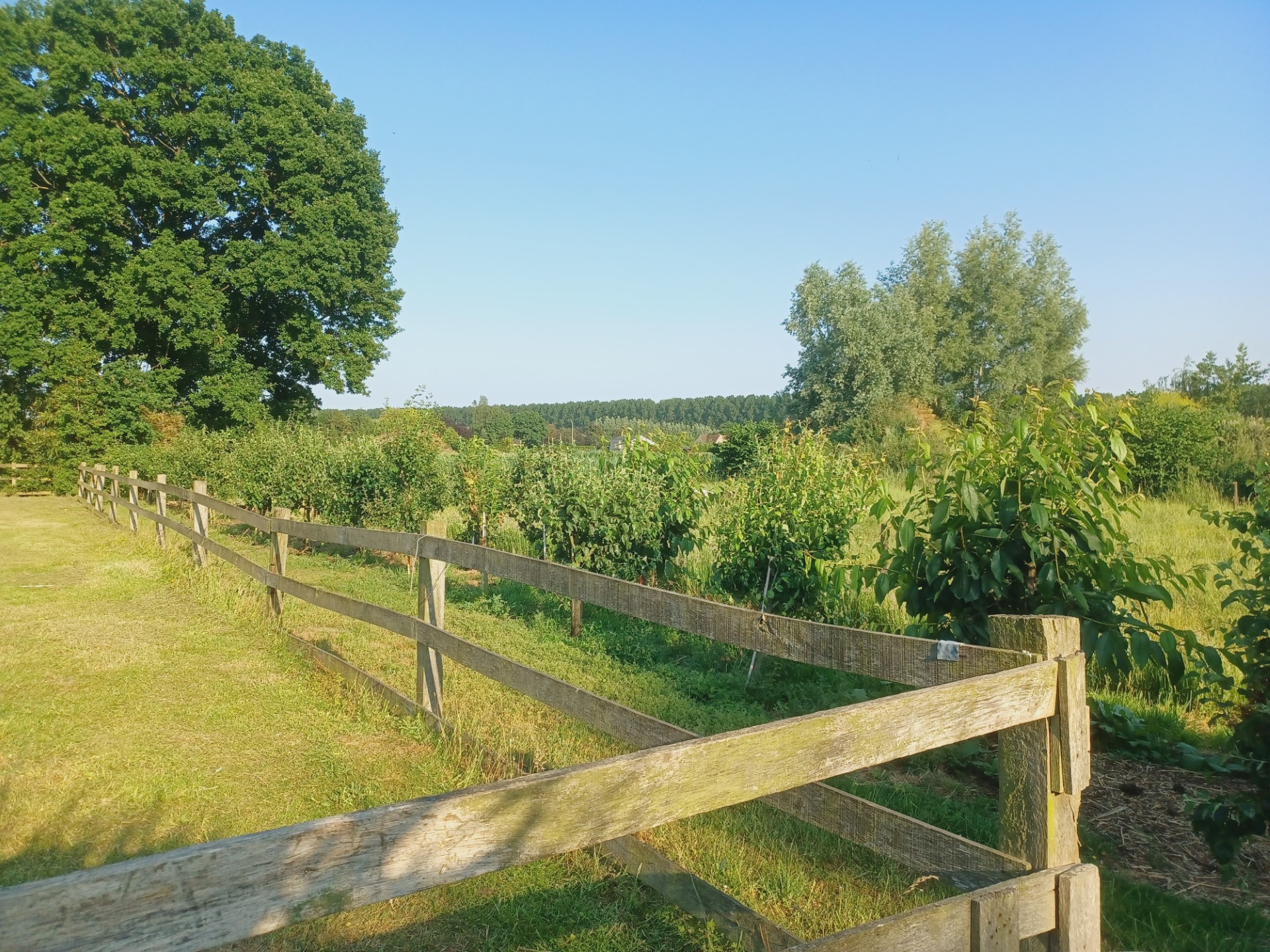 Houten omheining langs de weide met fruitboompjes